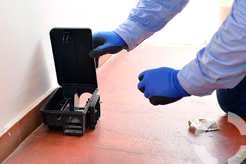 Desratización Madrid