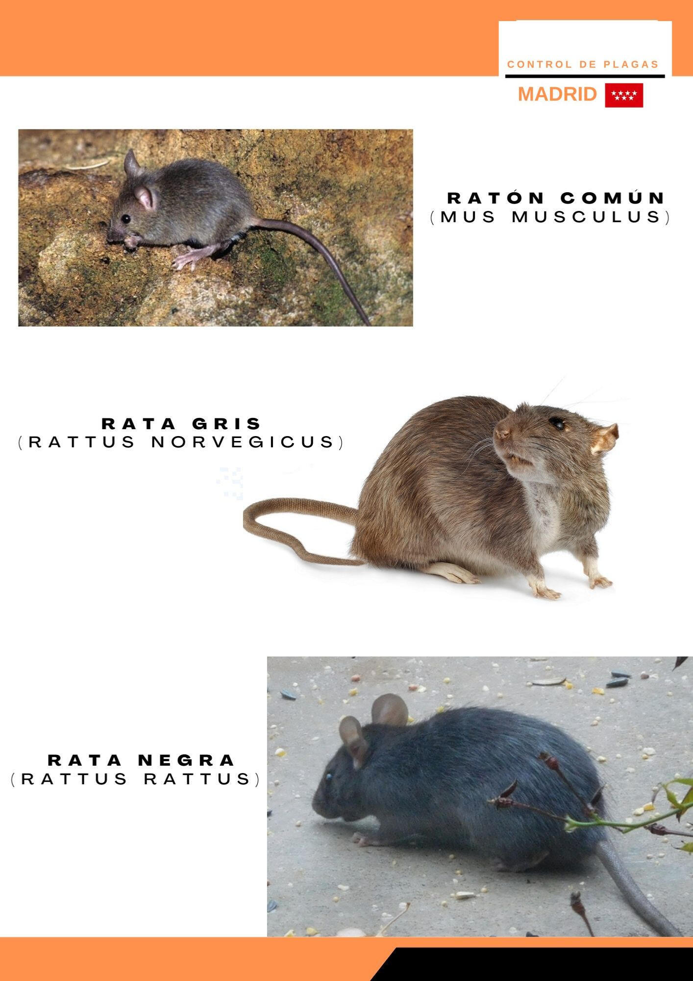 Tipos de ratas Madrid