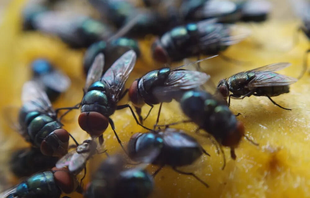 Eliminar moscas y mosquitos vallecas