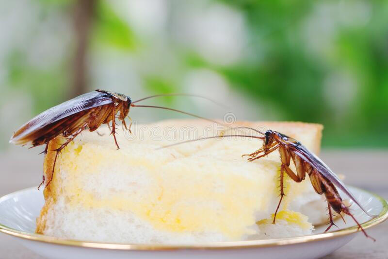 Fumigación de cucarachas en Madrid