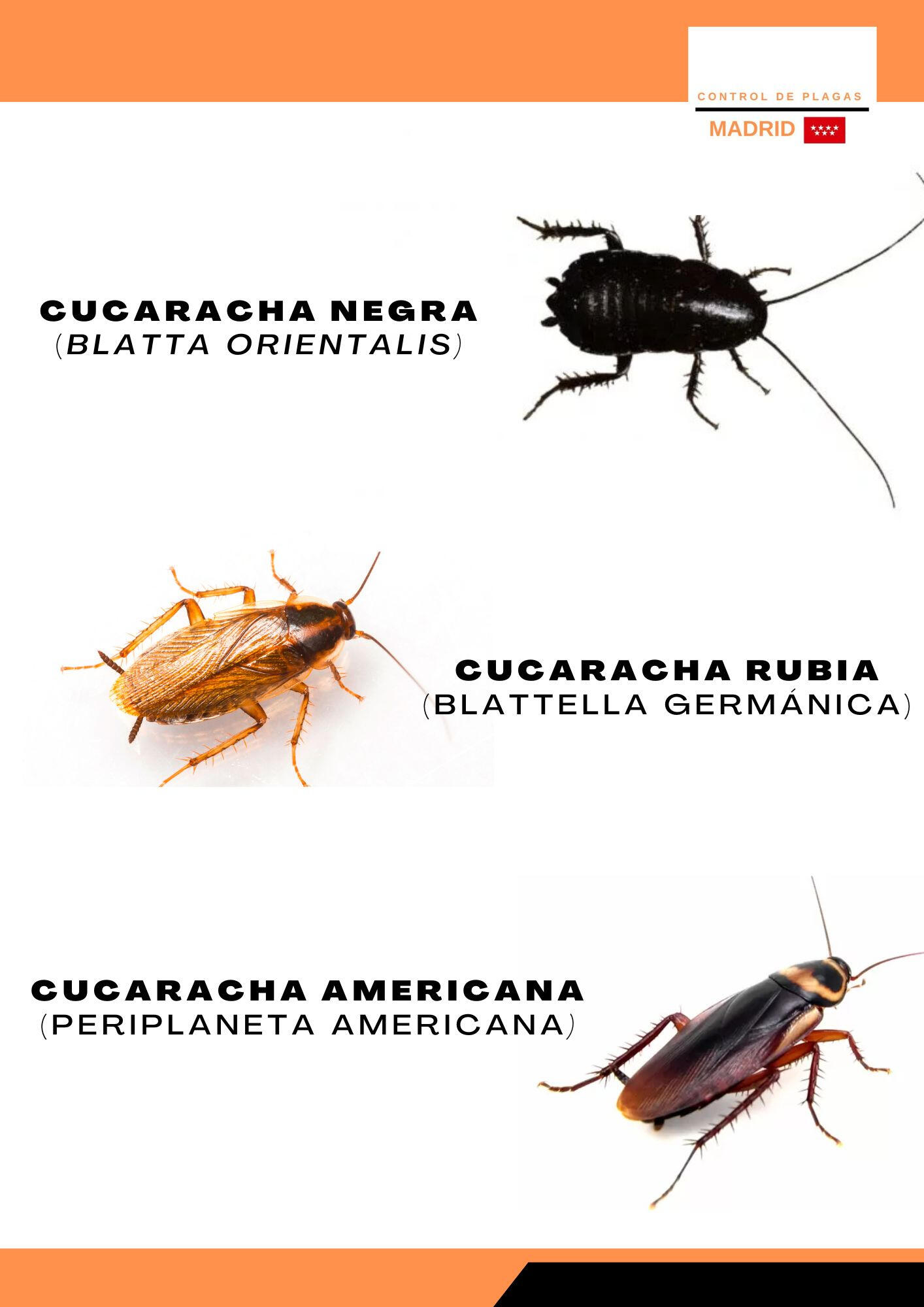 tipos de cucarachas de Madrid