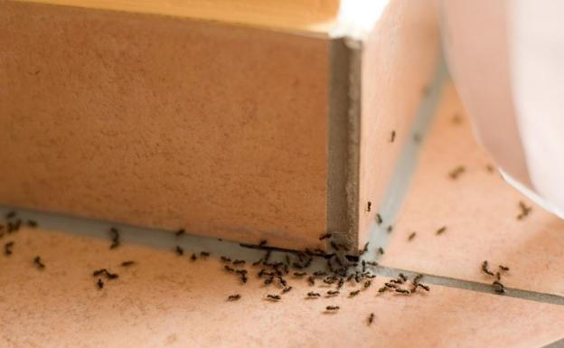 fumigar hormigas Madrid