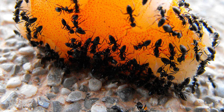 eliminar plaga de hormigas Madrid